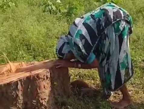 A woman in Sarragondi village wept bitterly after her tree was felled A woman in Sarragondi village wept bitterly after her tree was felled