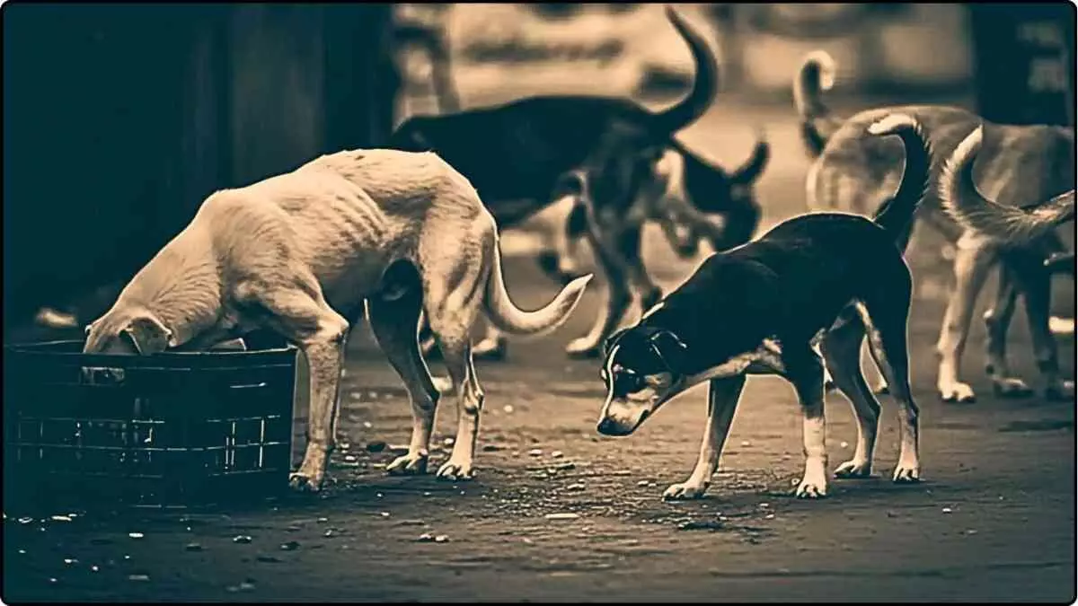 Supreme Court On Stray Dogs Supreme Court On Stray Dogs