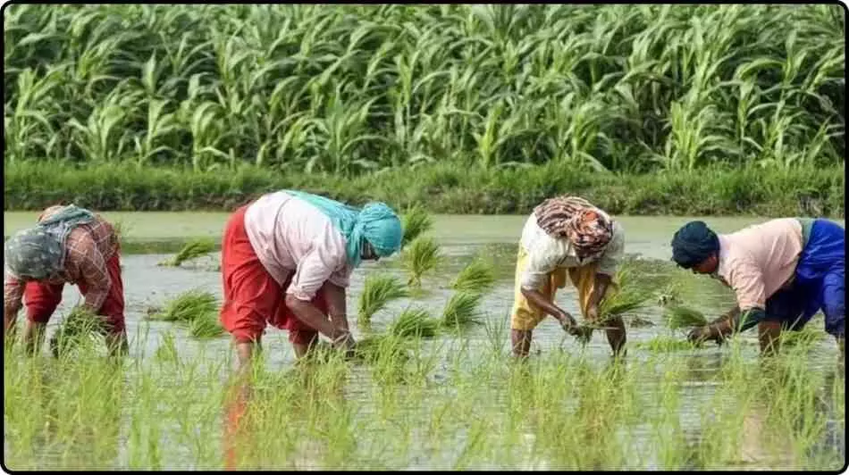 किसान रिफरेन्स इमेज किसान रिफरेन्स इमेज