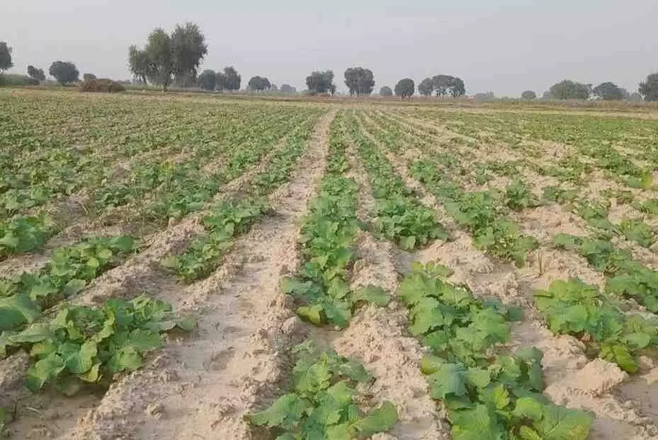 The weather in Wazirpur has taken a turn: light fog and falling temperatures have increased the cold