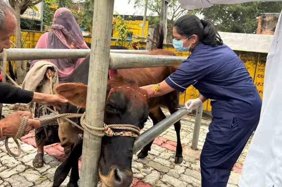 नवानिया में गौ-वंश को लंपी स्किन रोग से बचाने हेतु वेटरनरी महाविद्यालय ने शुरू किया टीकाकरण अभियान