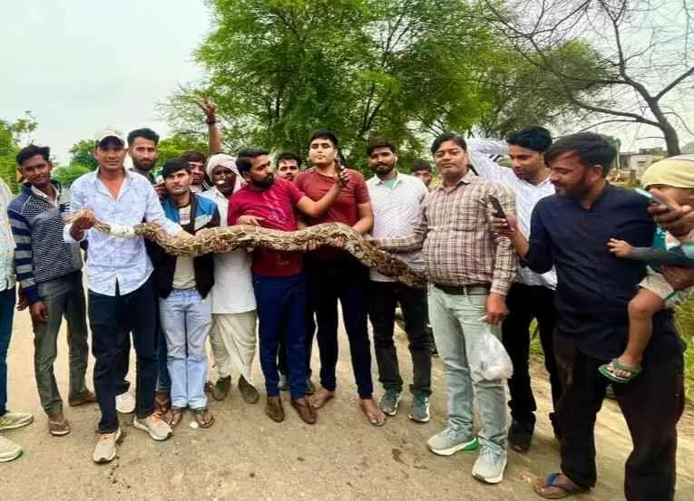 A 12-foot-long python was successfully rescued in Gangapur City