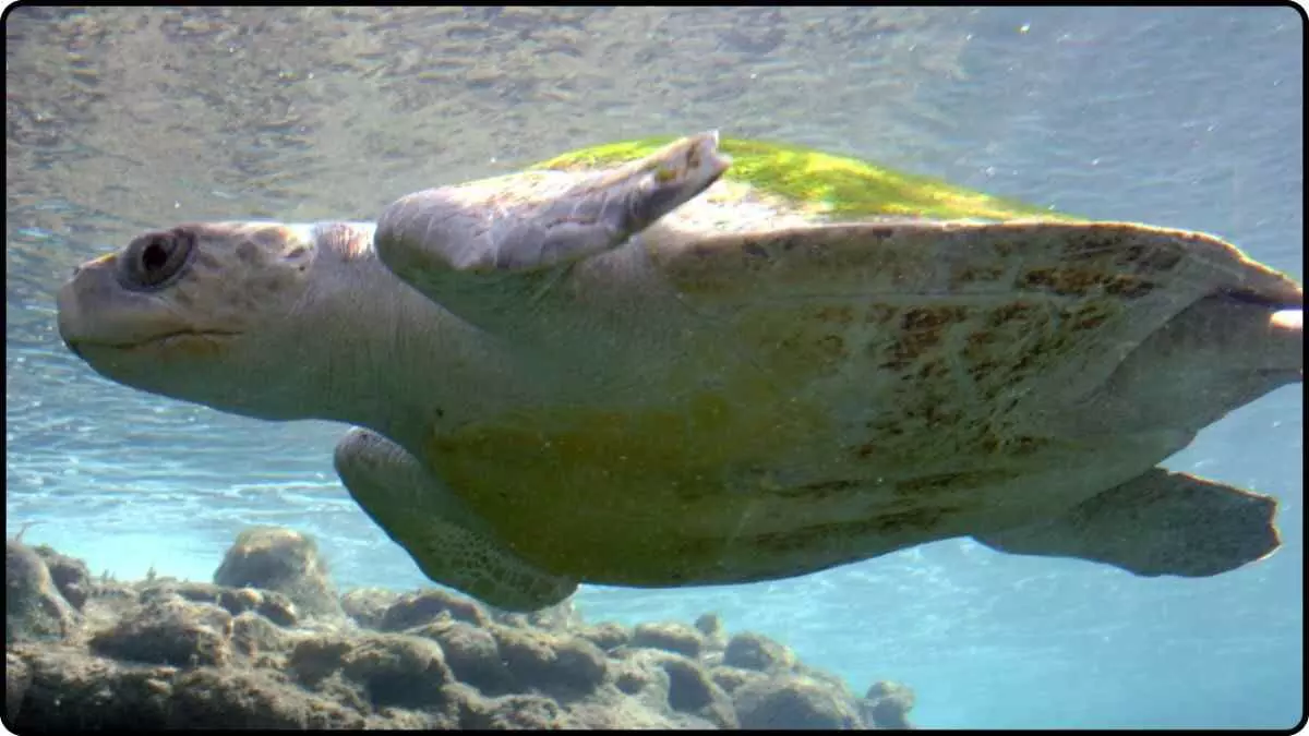 Odisha government issues fishing ban; new order to save Arribada turtles Odisha government issues fishing ban; new order to save Arribada turtles