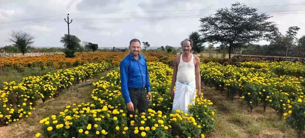 The acreage of marigold flowers is increasing in Sawai Madhopur due to the efforts of the Agriculture Department, bringing good profits to the farmers.