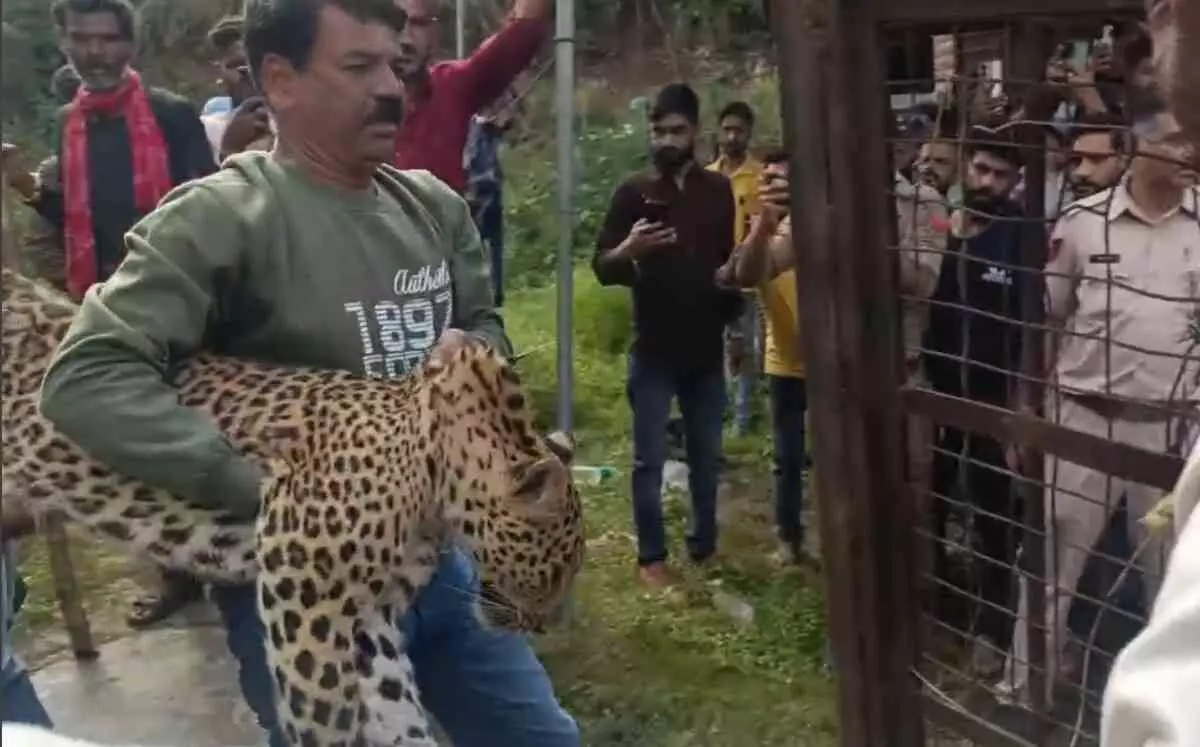 A panther attacked a house in Udaipur