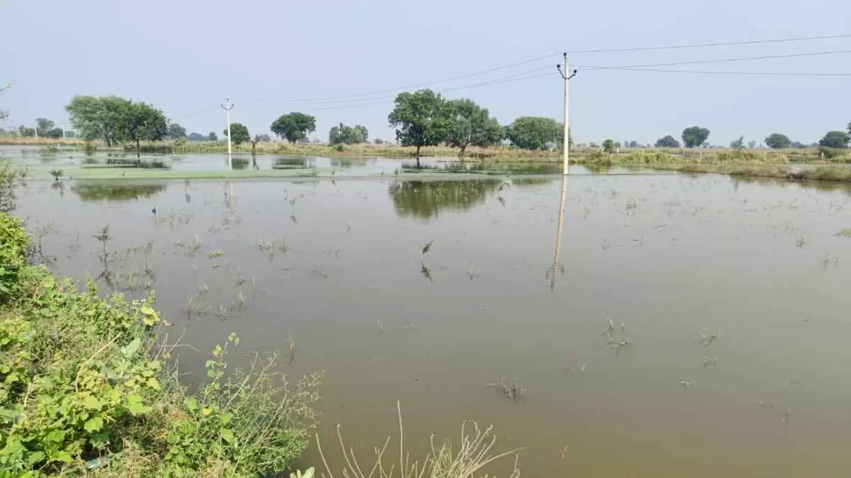 Water still lingers in the fields, halting Rabi sowing – Bharatpur farmers take it upon themselves to drain the water.