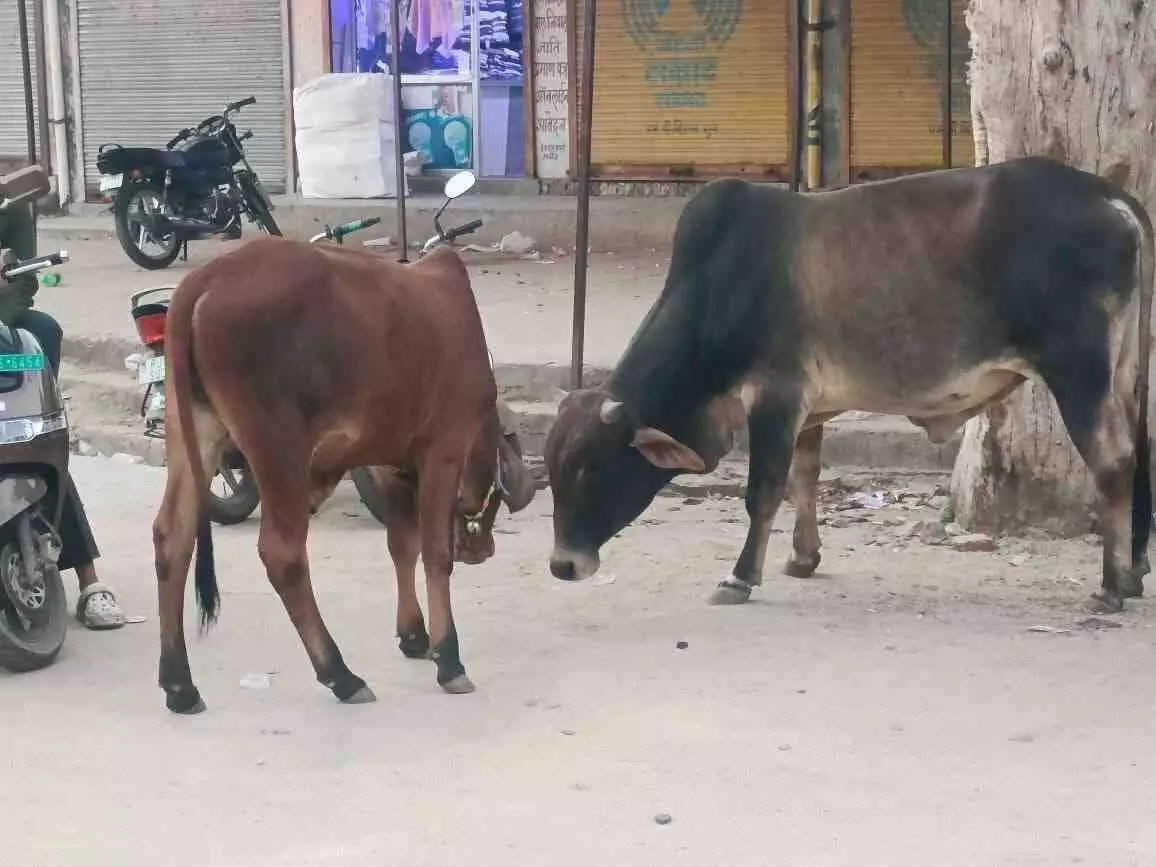 Stray cattle terrorize Bharatpur