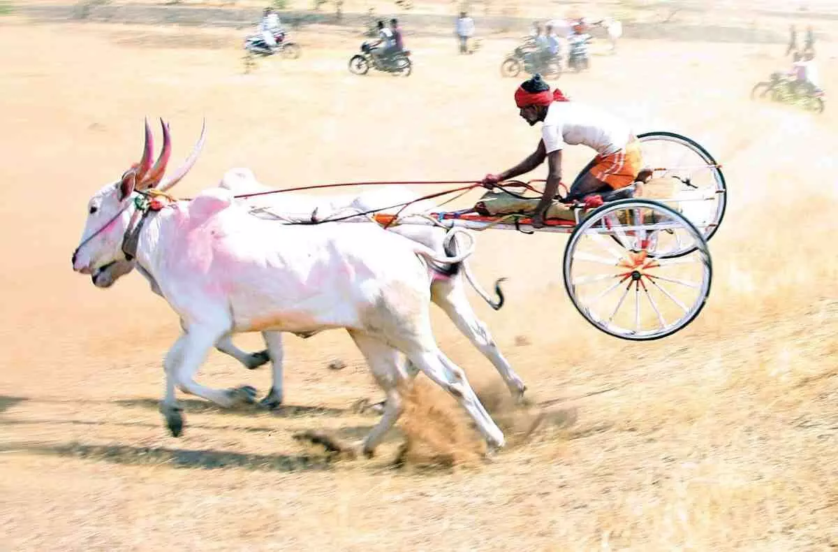 किसने जीती महाराष्ट्र की सबसे बड़ी बैलगाड़ी शर्यत? कौन सा बैल बना फॉर्च्यूनर विजेता... किसने जीती महाराष्ट्र की सबसे बड़ी बैलगाड़ी शर्यत? कौन सा बैल बना फॉर्च्यूनर विजेता...