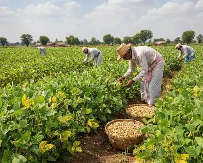 The challenge for soybean farmers in Madhya Pradesh: poor harvest and falling prices... The challenge for soybean farmers in Madhya Pradesh: poor harvest and falling prices...