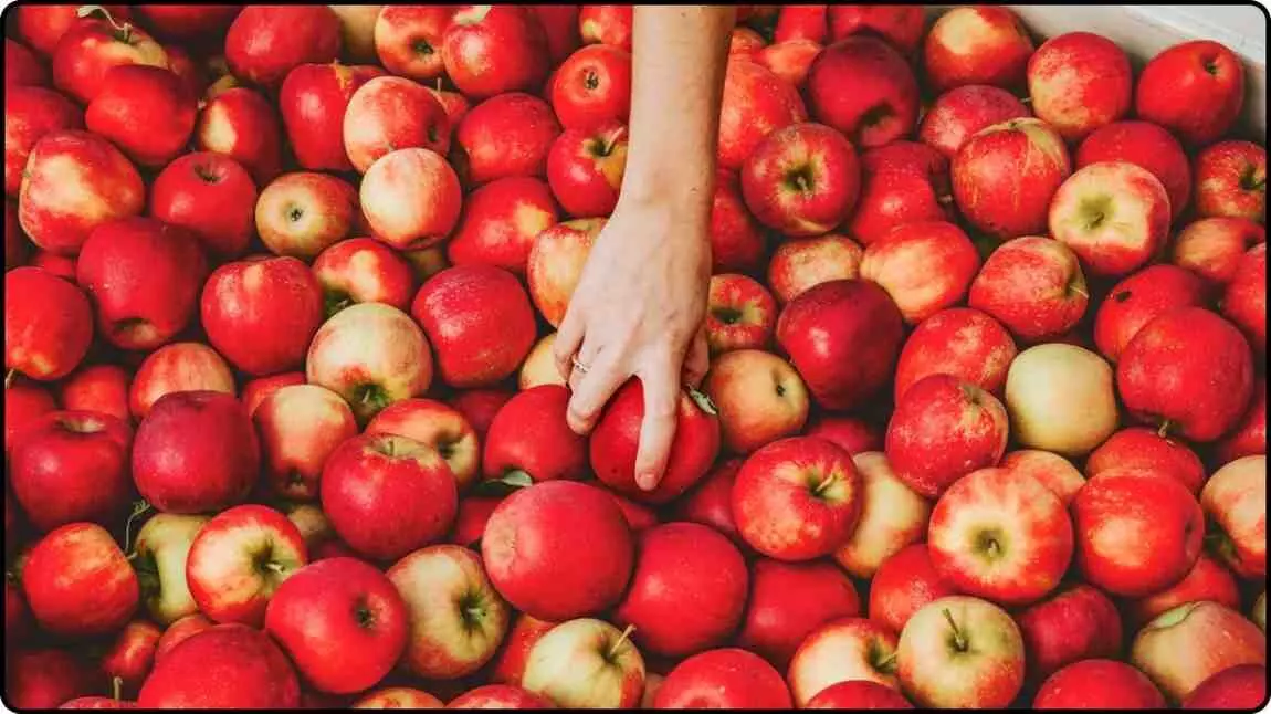 How Natures Toothbrush (apple) becomes your bodys savior; Learn the amazing benefits of consuming it. How Natures Toothbrush (apple) becomes your bodys savior; Learn the amazing benefits of consuming it.