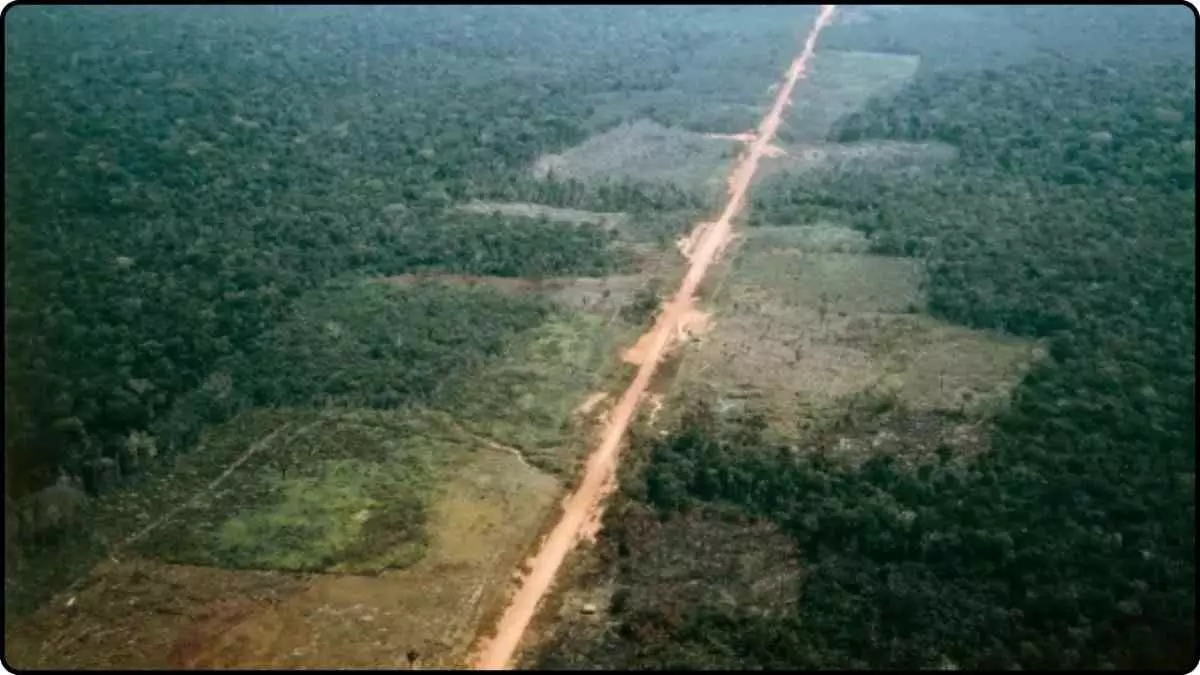 Amazon ruined in preparation for COP30; should cutting for the conference be more important than saving the environment? Amazon ruined in preparation for COP30; should cutting for the conference be more important than saving the environment?