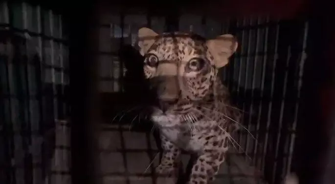 the forest department tranquilized the panther.