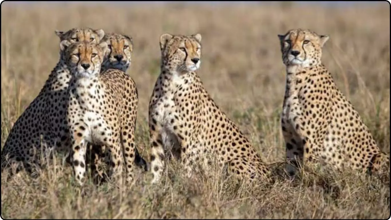 Project Cheetah Project Cheetah