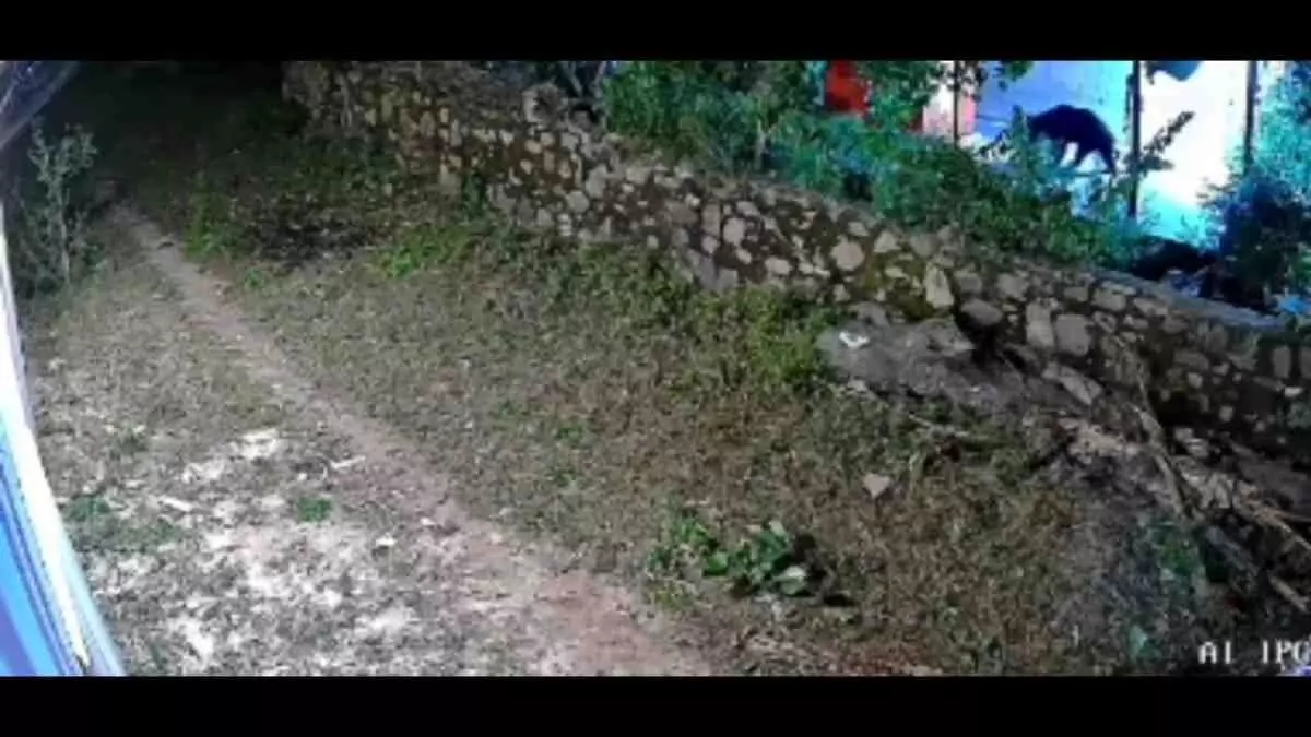 captured on CCTV; villagers were terrified. captured on CCTV; villagers were terrified.