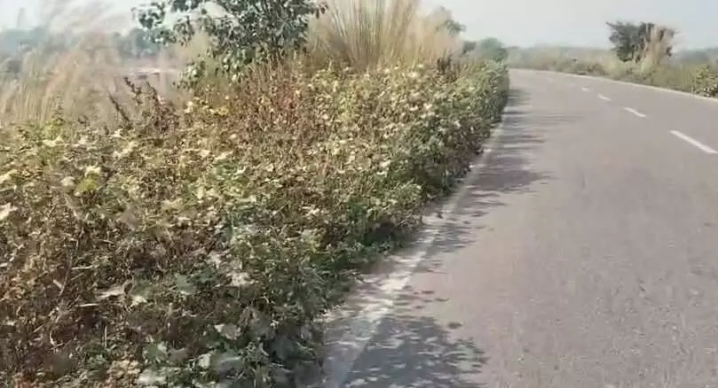 the Bayana-Brahmabad road have become increasingly the Bayana-Brahmabad road have become increasingly