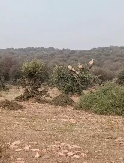 Vultures return to the Dang forests