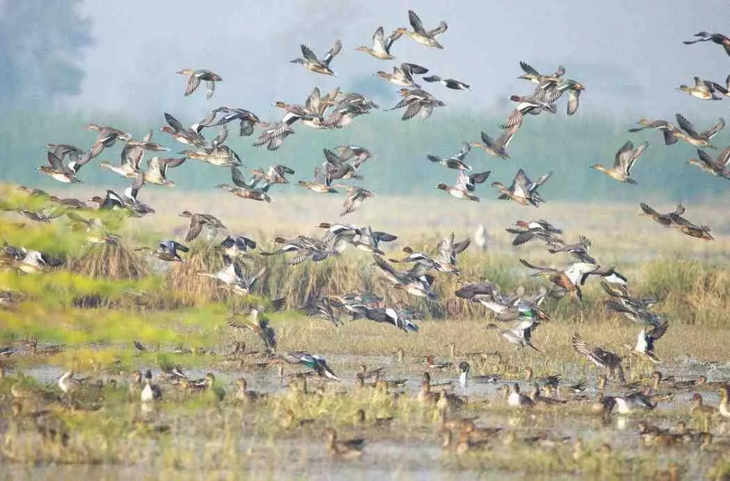 Migratory birds Migratory birds