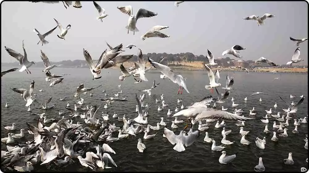 Where do these unique Siberian birds, seen in India during the winter, come from? Learn the thrilling story of their long flight.