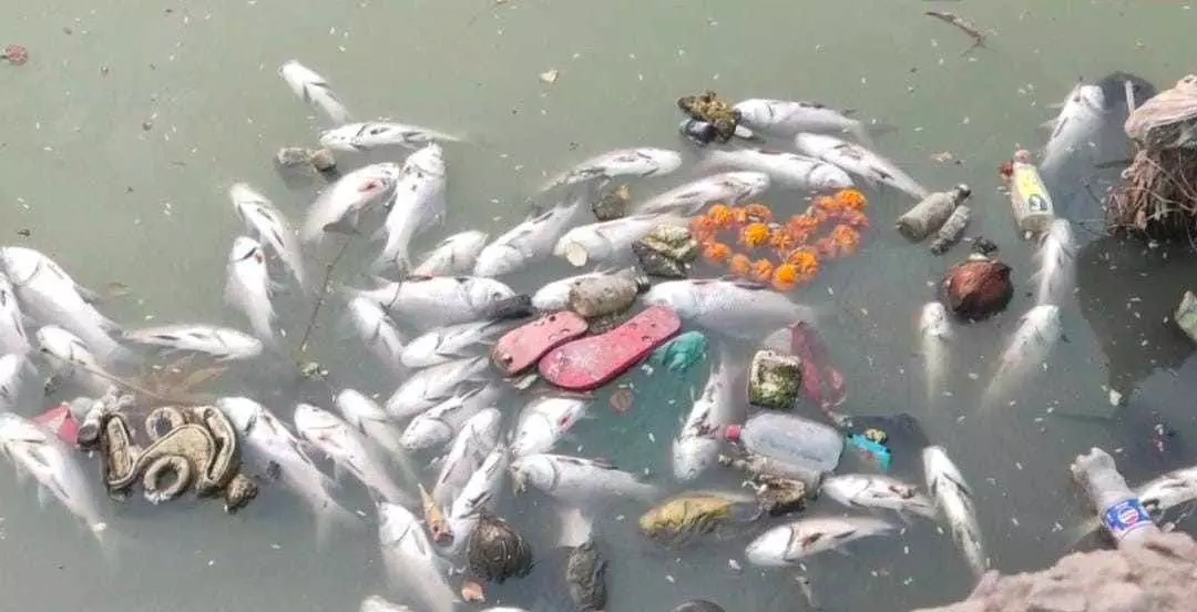 Fish die due to lack of oxygen in Sujan Ganga Fish die due to lack of oxygen in Sujan Ganga