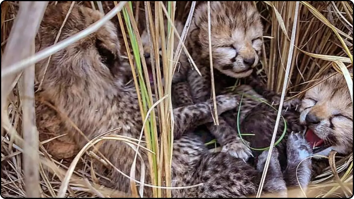 Project Cheetah