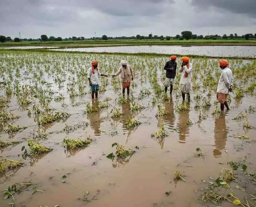 crop damage worth Rs 50 crore, crop damage worth Rs 50 crore,