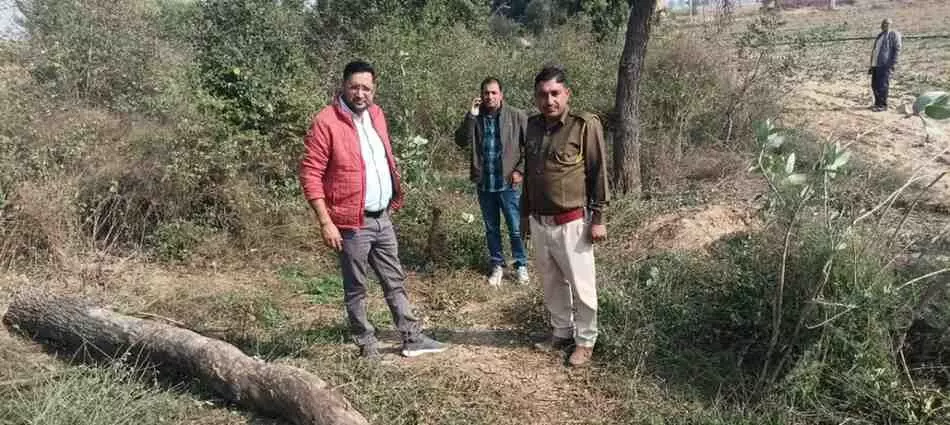 Illegal tree felling in Nohar canal area,
