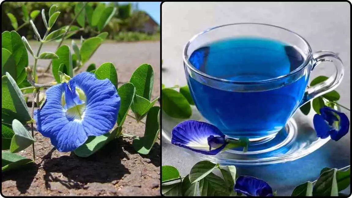 Why is the Aparajita flower so special? Learn about its benefits, uses, and how to consume it. Why is the Aparajita flower so special? Learn about its benefits, uses, and how to consume it.