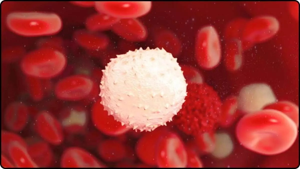 How important is it to maintain strong WBCs and platelets? Learn easy ways and diet. How important is it to maintain strong WBCs and platelets? Learn easy ways and diet.