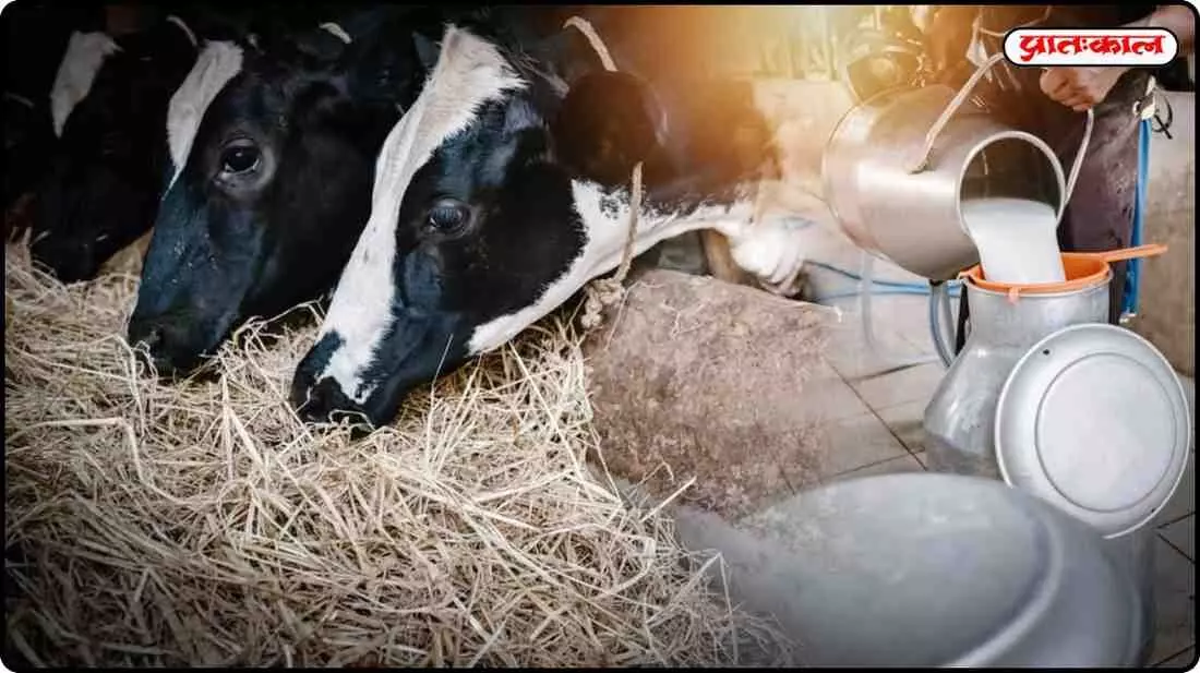 Is the dairy industry truly a new source of trust for investors? Learn about the milk industry Is the dairy industry truly a new source of trust for investors? Learn about the milk industry