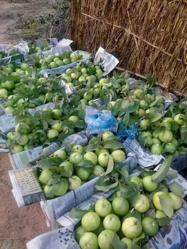 Guava horticulture in Bharatpur
