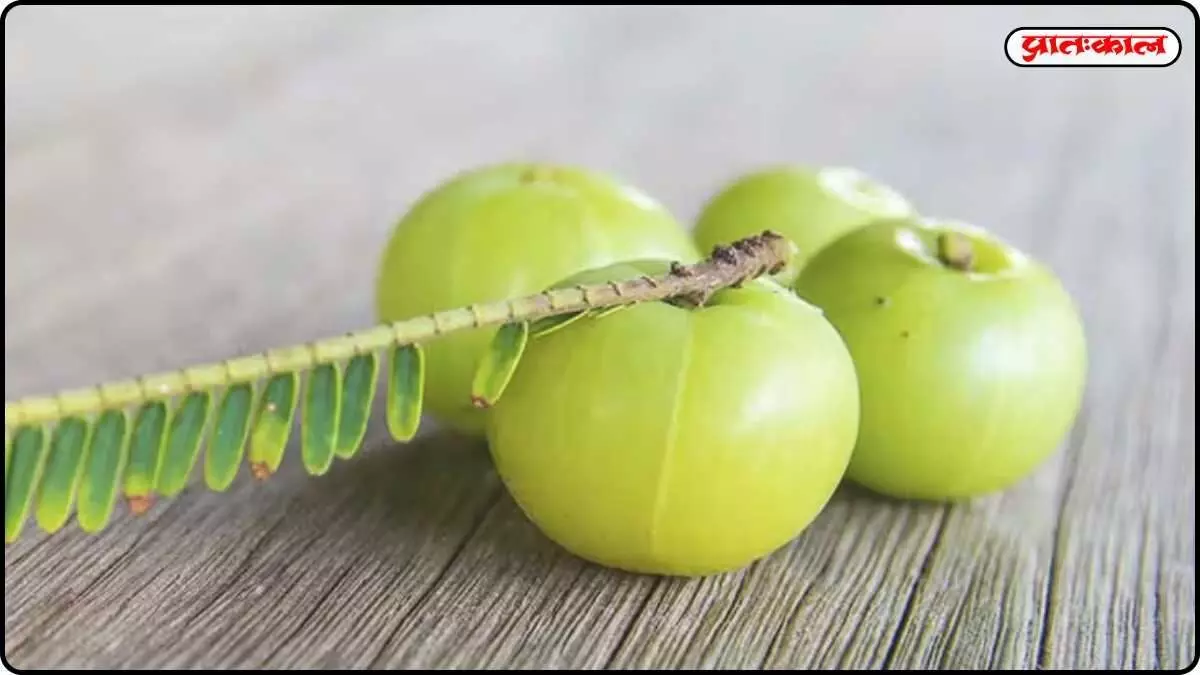 Amla is a boon for hair: Learn the right remedy that will make your hair stronger and thicker. Amla is a boon for hair: Learn the right remedy that will make your hair stronger and thicker.