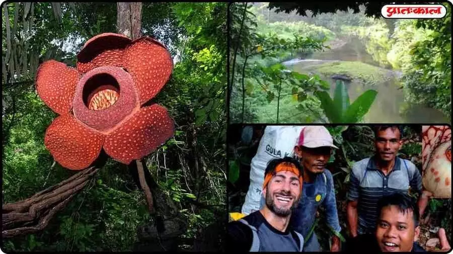 This rare flower was seen in dense forests after many years: Know how easy it is to find it This rare flower was seen in dense forests after many years: Know how easy it is to find it