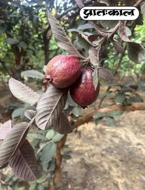 Black King guava wins hearts of farmers Black King guava wins hearts of farmers