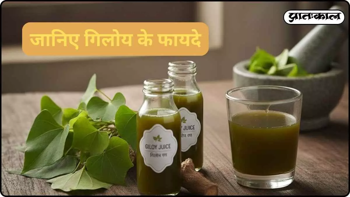 From liver to skin care, Giloy is the elixir of Ayurveda; learn about its benefits. From liver to skin care, Giloy is the elixir of Ayurveda; learn about its benefits.