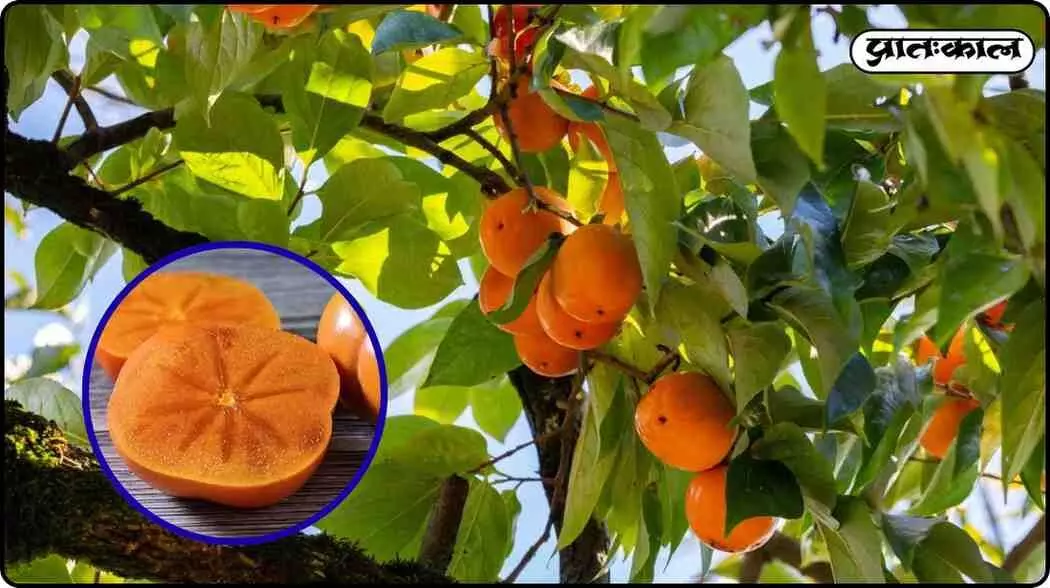 Why is this fruits popularity growing in India? Youll be amazed to learn its specialties. Why is this fruits popularity growing in India? Youll be amazed to learn its specialties.