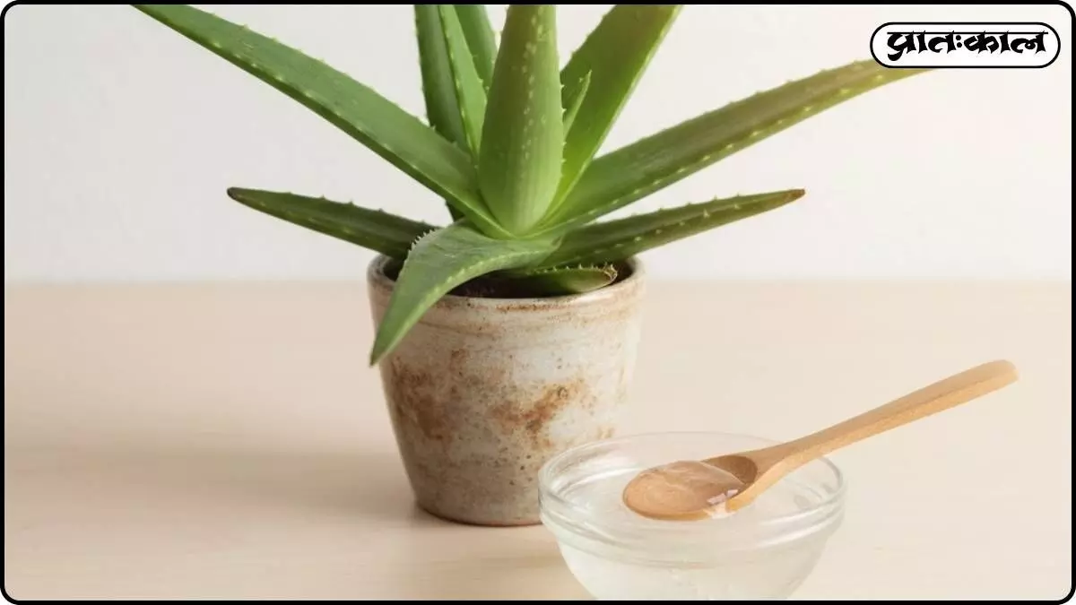 Miraculous Benefits of Aloe Vera: Learn How to Make Ayurvedic Face Masks at Home That Will Rejuvenate and Beauty Miraculous Benefits of Aloe Vera: Learn How to Make Ayurvedic Face Masks at Home That Will Rejuvenate and Beauty