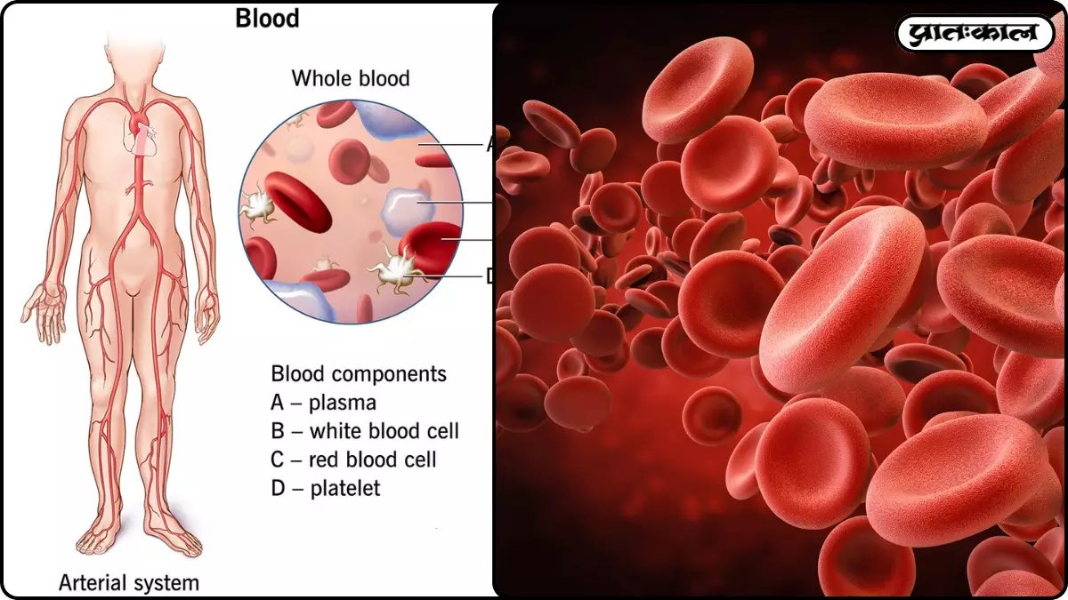 human blood formation process in body human blood formation process in body