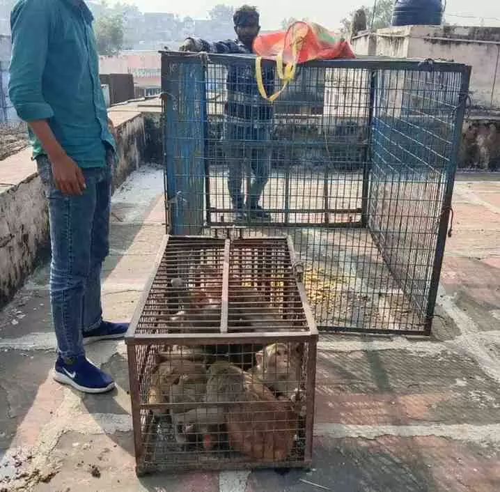 Karauli Municipal Council cracks down on monkey menace: Karauli Municipal Council cracks down on monkey menace: