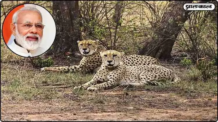 antarashtriya cheetah divas pm modi message india antarashtriya cheetah divas pm modi message india