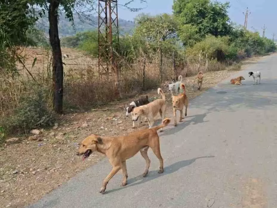 Dog bites are on the rise in Chittorgarh, threatening public safety. Dog bites are on the rise in Chittorgarh, threatening public safety.