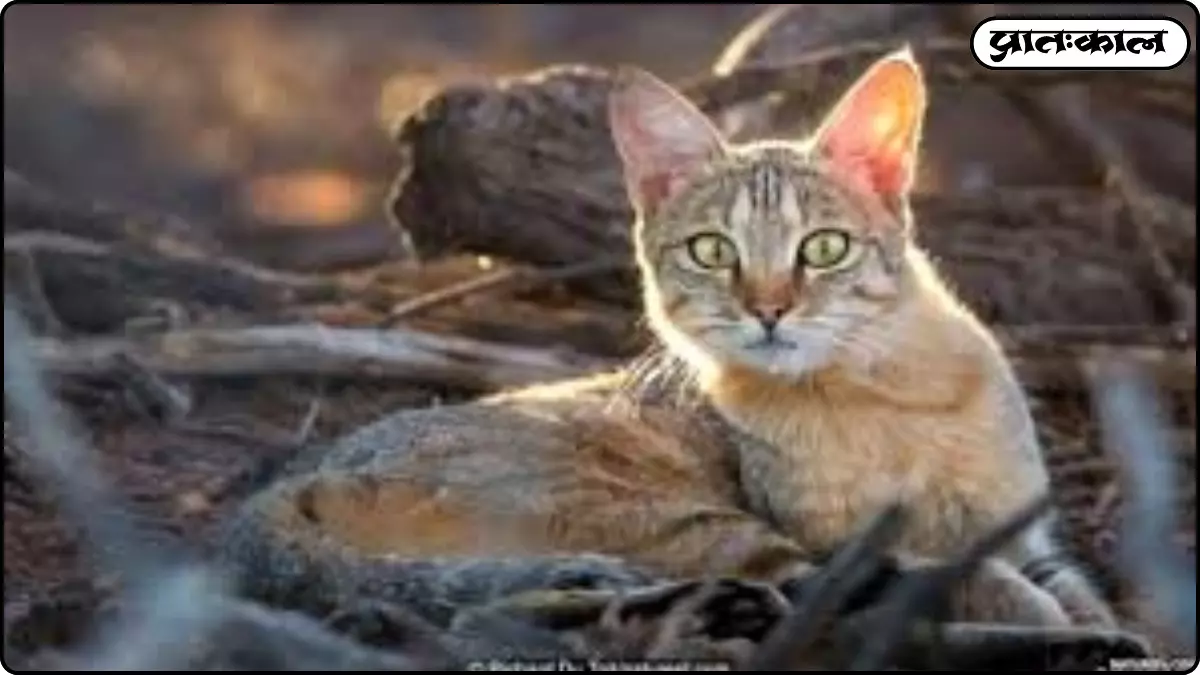 cats meow more at men cats meow more at men