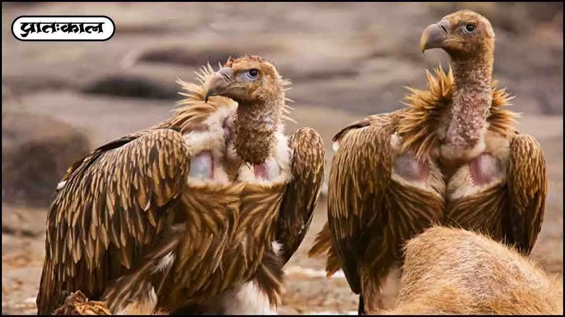 vultures population decline