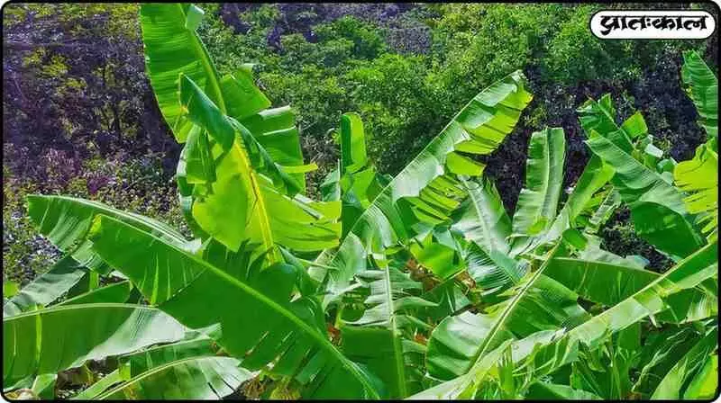 Tamil Nadu disaster raises costs: Banana leaves prices suddenly rise Tamil Nadu disaster raises costs: Banana leaves prices suddenly rise