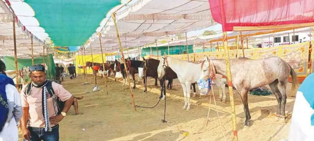 Sarangkheda Yatra festival celebrated with great enthusiasm: 75,000 devotees arrived on the first day itself, with the sale of 21 horses at the horse market fetching over Rs 18 lakh. Sarangkheda Yatra festival celebrated with great enthusiasm: 75,000 devotees arrived on the first day itself, with the sale of 21 horses at the horse market fetching over Rs 18 lakh.
