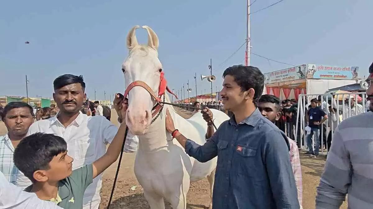 The Sarankheda horse market was abuzz on its first day, with a royal horse selling for 11 lakh rupees. MLA Rahul Kuls son purchased a Mahagada horse. The Sarankheda horse market was abuzz on its first day, with a royal horse selling for 11 lakh rupees. MLA Rahul Kuls son purchased a Mahagada horse.