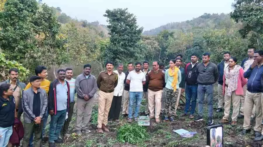 Dhule: Police carry out Operation Clean in Shirpur forests, destroying cannabis cultivation worth over Rs 1 crore. Dhule: Police carry out Operation Clean in Shirpur forests, destroying cannabis cultivation worth over Rs 1 crore.