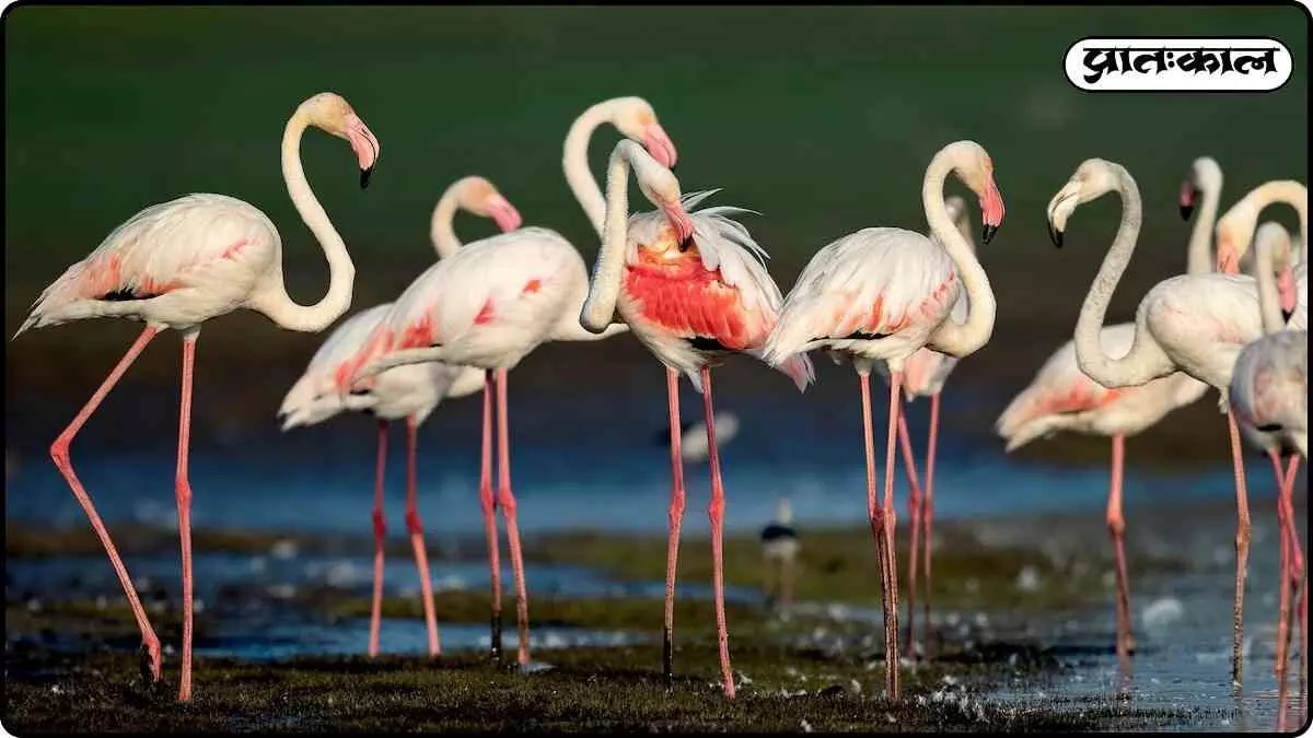 Why do flamingos lose their color? Whats the scientific mystery? Why do flamingos lose their color? Whats the scientific mystery?