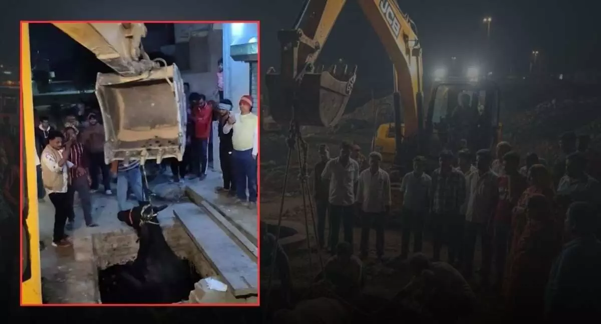 Cow falls into open drain chamber in Hindaun City, cow protectors perform thrilling rescue Cow falls into open drain chamber in Hindaun City, cow protectors perform thrilling rescue