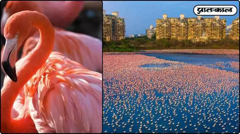 Navi Mumbai flamingo arrival 2025 , Navi Mumbai Mey Kab Tak Rahate Hai Flemingo Navi Mumbai flamingo arrival 2025 , Navi Mumbai Mey Kab Tak Rahate Hai Flemingo