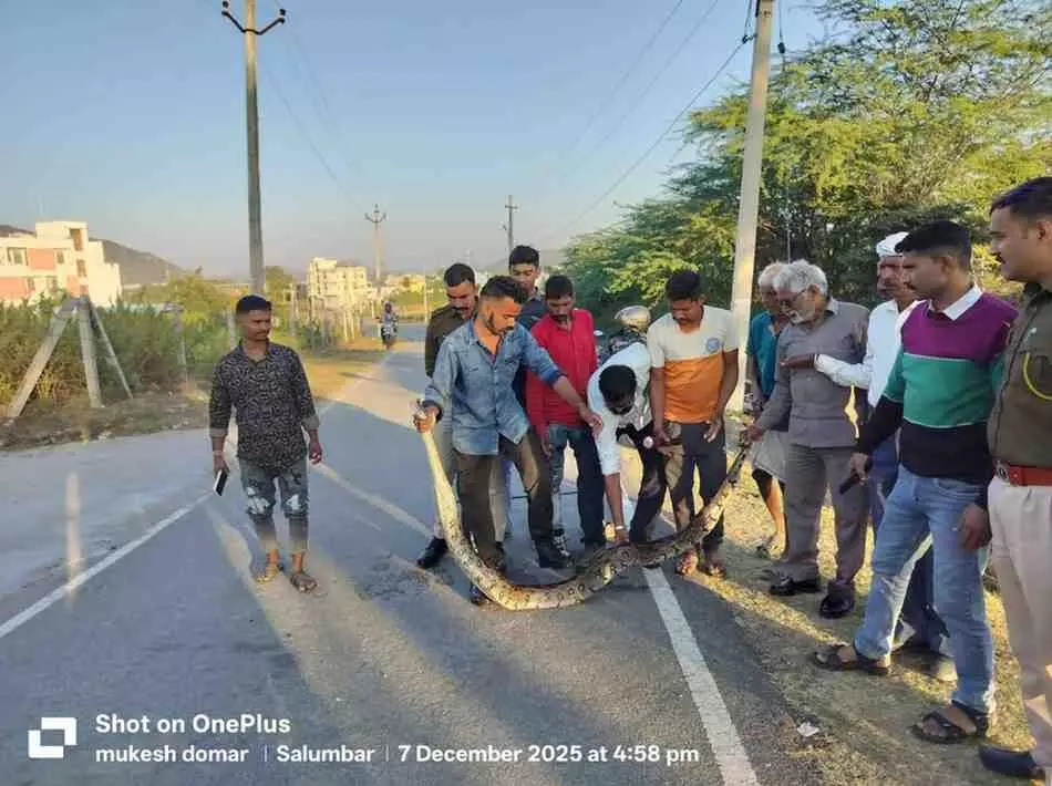 A 13-foot-long python emerged in front of Hadi Rani College, and was safely rescued after three hours of effort. A 13-foot-long python emerged in front of Hadi Rani College, and was safely rescued after three hours of effort.
